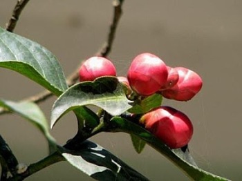 Cách chăm sóc hoa thu hải đường - nông nghiệp - cay sua do - cây sưa đỏ - ga rung - gà rừng - cay tieu lot - cây tiêu lốt - 越南黄檀 - thu mua bán gỗ sưa trắc
